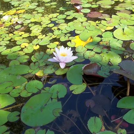 Alojamento de Acomodação e Pequeno-almoço Il Vecchioliveto Di Ornella