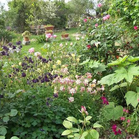 Il Vecchioliveto Di Ornella Marrùbiu