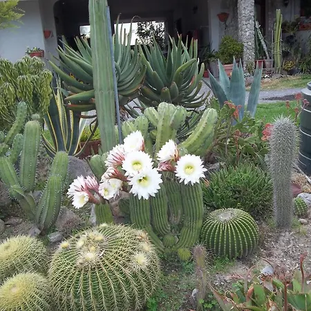 Alojamento de Acomodação e Pequeno-almoço Il Vecchioliveto Di Ornella Marrùbiu