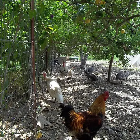 Alojamento de Acomodação e Pequeno-almoço Il Vecchioliveto Di Ornella Marrùbiu