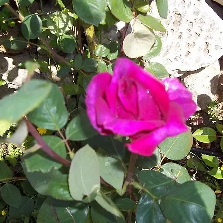 Alojamento de Acomodação e Pequeno-almoço Il Vecchioliveto Di Ornella Marrùbiu