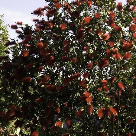Alojamento de Acomodação e Pequeno-almoço Il Vecchioliveto Di Ornella