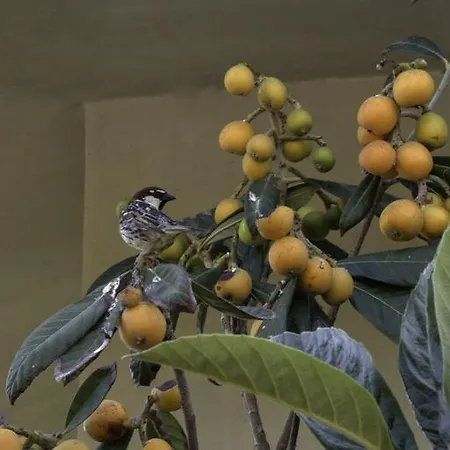 Il Vecchioliveto Di Ornella 3* Marrùbiu