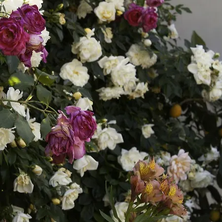 Il Vecchioliveto Di Ornella