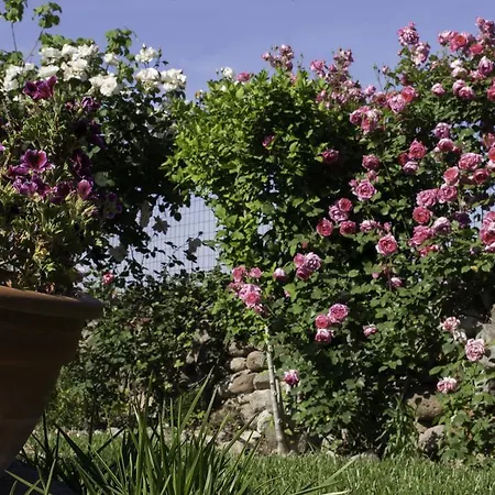 Il Vecchioliveto Di Ornella Alojamento de Acomodação e Pequeno-almoço 3*