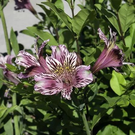 Alojamento de Acomodação e Pequeno-almoço Il Vecchioliveto Di Ornella
