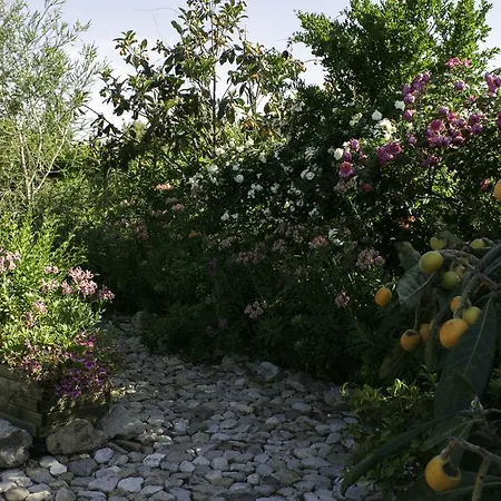 Il Vecchioliveto Di Ornella