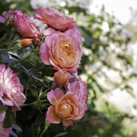 Alojamento de Acomodação e Pequeno-almoço Il Vecchioliveto Di Ornella Marrùbiu