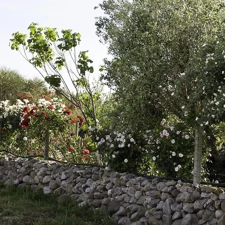 Alojamento de Acomodação e Pequeno-almoço Il Vecchioliveto Di Ornella