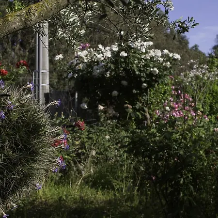 Il Vecchioliveto Di Ornella Alojamento de Acomodação e Pequeno-almoço Marrùbiu
