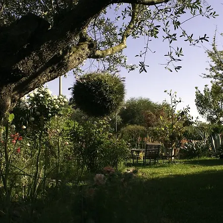 Il Vecchioliveto Di Ornella Marrùbiu