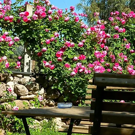 Bed & Breakfast Il Vecchioliveto Di Ornella 3*