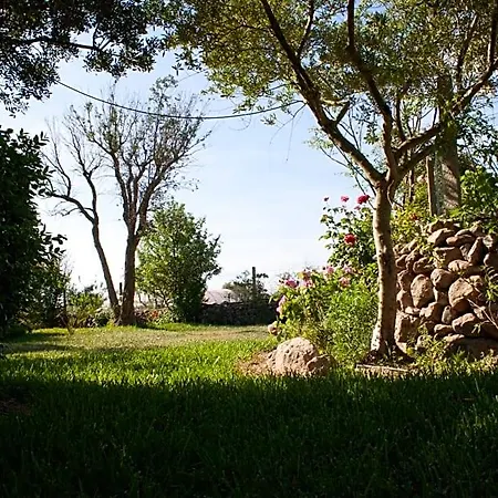Il Vecchioliveto Di Ornella Marrùbiu