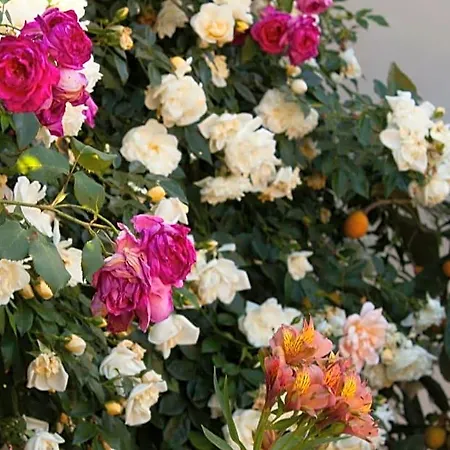 Il Vecchioliveto Di Ornella Bed & Breakfast 3*
