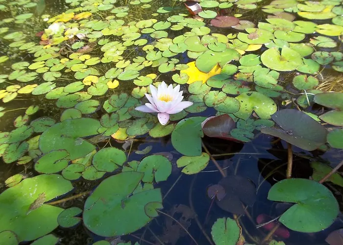 住宿加早餐酒店 奥尔内拉维奇里维托酒店
