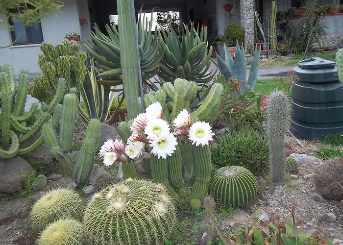 住宿加早餐酒店 奥尔内拉维奇里维托酒店 Marrùbiu