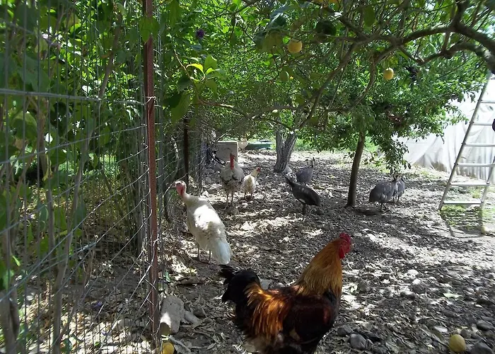 住宿加早餐酒店 奥尔内拉维奇里维托酒店 Marrùbiu