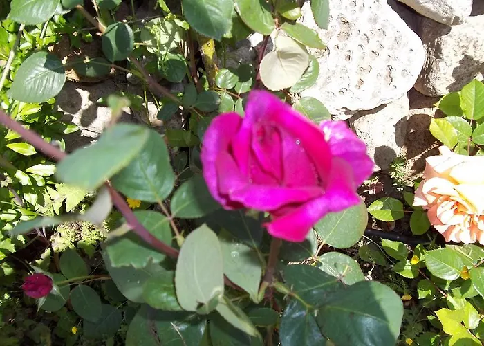 住宿加早餐酒店 奥尔内拉维奇里维托酒店 Marrùbiu