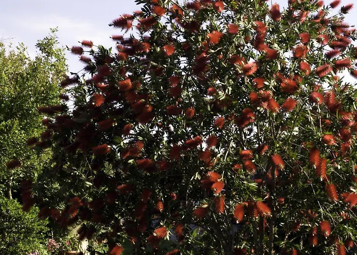 住宿加早餐酒店 奥尔内拉维奇里维托酒店