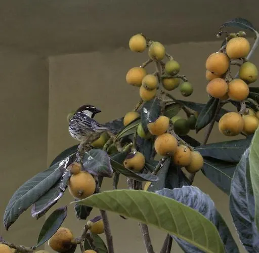 奥尔内拉维奇里维托酒店 3* Marrùbiu