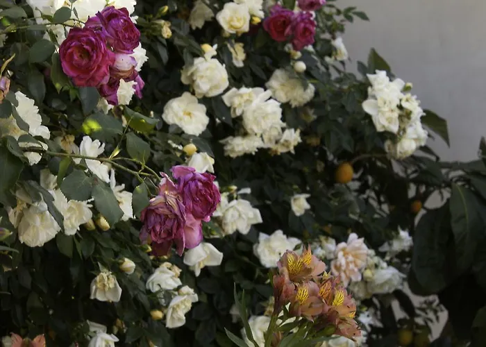 奥尔内拉维奇里维托酒店