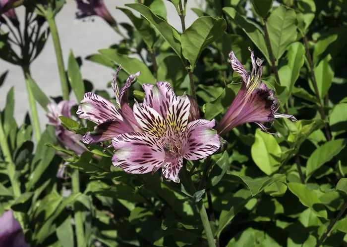 住宿加早餐酒店 奥尔内拉维奇里维托酒店